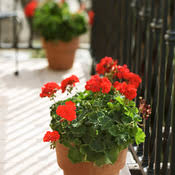 Jacques briant vous propose une sélection d'arbustes pour terrasses et balcons. Fleurir Son Balcon Expose Plein Sud