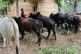 Dengan capaian tersebut banyak masyarakat sekitar tertarik untuk membeli pakan yang kami produksi. Kisah Mustafa Penjual Sapi Qurban Meraup Berkah Dari Jualan Online Halaman All Kompas Com