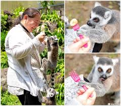Fuji Safari Park Encounter Animals Up Close At Mt Fuji S Base Matcha Japan Travel Web Magazine