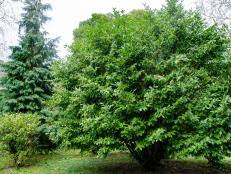 Euonymus japonicus (evergreen spindle or japanese spindle) is a species of flowering plant in the family celastraceae, native to japan, korea and china. How To Grow And Care For Euonymus Plus Alternatives Hgtv