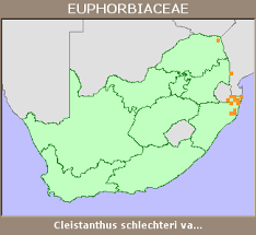 Image result for Cleistanthus schlechteri