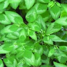 Image result for Euphorbia schimperiana