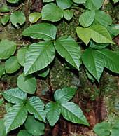 葉で調べる樹木の見分け方 夏編１ ウルシ