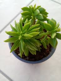 Image result for Senecio aetfatensis