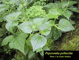Image result for Peperomia pellucida