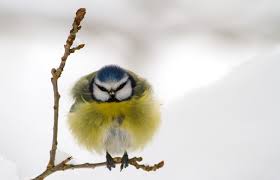 Bildresultat för KYLAN