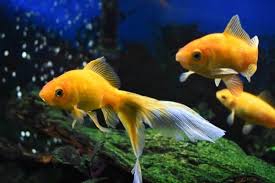 Schedule a delivery date online! Do Fish Eat Bread Why Or Why Not 2021 Update