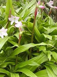Image result for Crinum rautanenianum