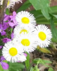 Weeds that look like flowers white. Tiny Michaelmas Daisy Is A Wild Flower That Pops Up Like Weeds In April Growing Fruit Flower Garden Perennials