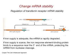 Transcription translation practice worksheet fresh crime scene. What Kind Of Rna Is Made When Transcription Occurs Quizlet