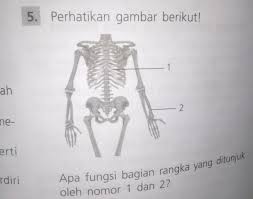 We did not find results for: Apa Fungsi Bagian Rangka Yang Ditunjuk Oleh Nomor 1 Dan 2 Brainly Co Id