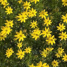 Ideal for cutting, perennial or wildflower gardens. Moonbeam Tickseed Coreopsis Moonbeam High Country Gardens
