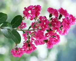 In europe and australia and other countries they use the scientific name. How To Grow Crepe Myrtle