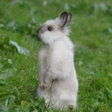 Le Langage Des Lapins Vivre Avec Un Lapin