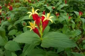 Image result for Loganiaceae