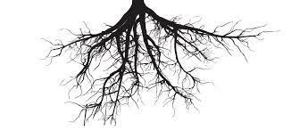 Roots 1024x434 Png 1024 434 Tree Roots Tattoo Roots Tattoo Elements Tattoo