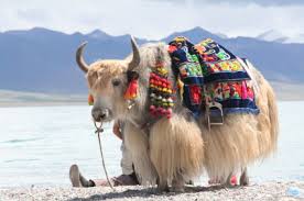 Image result for yak