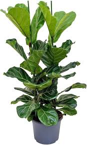Image result for Ficus amadiensis
