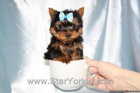 These tiny teacup amp toy yorkie puppies are adorable sweet and irresistable these unbelievable. Tiny Micro Teacup Yorkie Puppies By Breeder In Las Vegas Nv For Sale In Las Vegas Nevada Classified Americanlisted Com