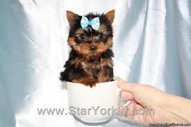 These tiny teacup amp toy yorkie puppies are adorable sweet and irresistable these unbelievable. Tiny Micro Teacup Yorkie Puppies By Breeder In Las Vegas Nv For Sale In Las Vegas Nevada Classified Americanlisted Com