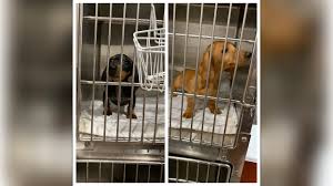 While rescuing a puppy mill dog is a great step when done through reputable shelters or rescues, there's a lot you should consider before taking on a puppy mill pooch. Rollie And Paddie Are Puppy Mill Puppy Store Survivors Battling Parvo By Dachshund Rescue South Florida
