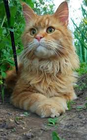 Black And Red Cat Pin By Smart Cookie On Kot Red Cat Domestic Cat Cats