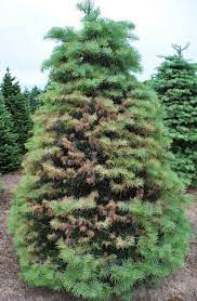 Plantations vs natural forests 2.2. Concolor Fir Turning Brown Msu Extension
