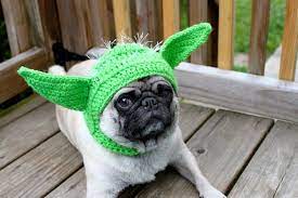 A Pug Wearing A Hand Knit Yoda Hat Dog Hat Your Dog Pugs
