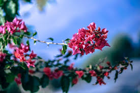 Maybe you would like to learn more about one of these? 32 Free Stock Pictures Of Flowers Fancycrave
