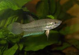 Pictures Summary Betta Fish Betta Siamese Fighting Fish