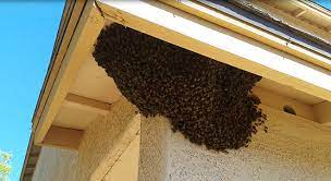 We did not find results for: Bees Live Capture Relocation Jimstermitepestcontrol Com Au
