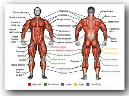 How To Draw] The Mangled Mess Of Human Musculature – The Anatomy Of Art And  Game Development