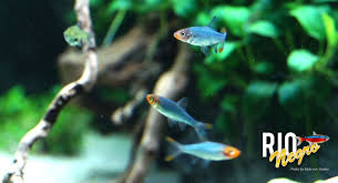 Discover the best of rio negro so you can plan your trip right. Rio Negro E V Nacktlaube Sawbwa Resplendens
