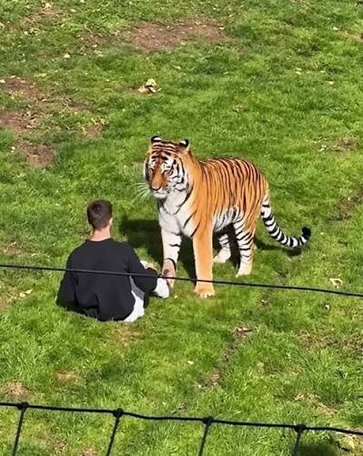 The man killed by a tiger after entering its enclosure at Yorkshire  Wildlife Park on Saturday has been named in media reports as William Chapman.  He reportedly posted a video of himself