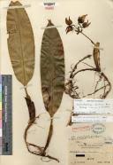 Image result for Bulbophyllum intertextum
