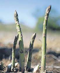 Crowning Glory Growing Asparagus Asparagus Plant Asparagus Roots