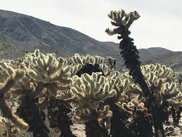 Joshua Tree Cholla Cactus Garden Joshua Tree Cactus Garden Tree