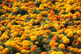 And other orange food(??) i might get a lot of orange juice for my birthday. A Lot Of Yellow And Orange Flowers In The Meadow Stock Image Image Of Bouquet Closeup 141232759