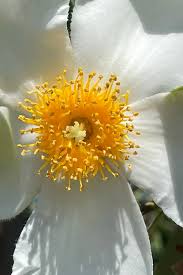 Image result for Limosella grandiflora