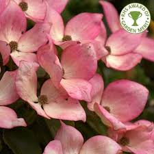 Cultivated varieties of flowering dogwood are typically divided into groups based on certain characteristics: Cornus Kousa Miss Satomi Pink Flowering Dogwood Trees Shrubs