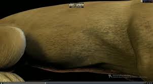 Lion anal vore