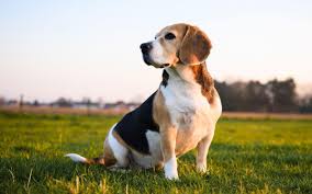 Image result for bígl