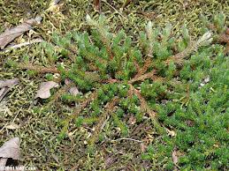 Image result for Selaginella perpusilla