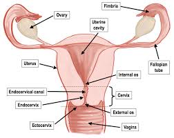 Female reproductive organs external diagram. Female Reproductive System Anatomy And Physiology Female Reproductive System Anatomy Reproductive System Female Reproductive System