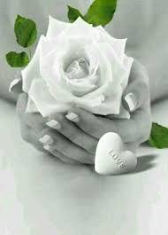 Pin By Tizianacaterina On Amore1 Rose Flower Pictures Love Rose Flower Love Rose