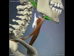 Mewing is a health technique that is growing in popularity online, as thousands watch youtube tutorials instructing them that they can change their jawline with their tongue position. How To Get Rid Of Neck Fat The Hyoid Bone Magnum Workshop