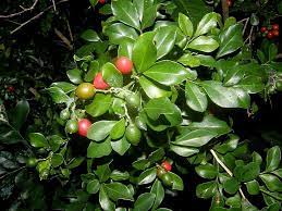 Be the first to review this product. Health Benefits Of Orange Jasmine