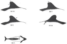 Females reach sexual maturity at 7 to 10 years of age under human care. Examples Of Individually Identified Commerson S Dolphins At Ria Deseado Download Scientific Diagram