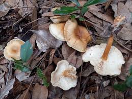 Image result for Marasmius sp.