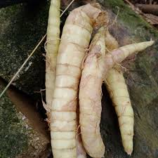 Pokok ubi jaga mempunyai nama sainsnya sebagai smilax myosotiflora. Buy Ready Stock Ubat Kayap Bisul Ulser Demam Panas Usus Ubi Bemban Sagu Bemban Pokok Herba Ubat Tradisional Pokok Ubi Garut Seetracker Malaysia